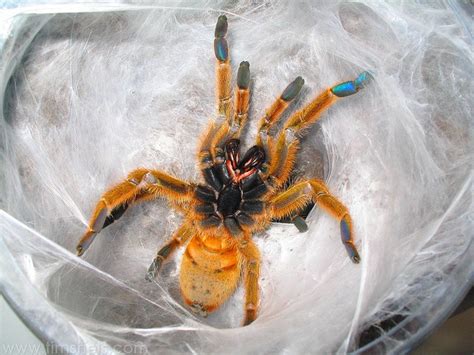 Pterinochilus murinus - OBT Orange Baboon Tarantula, Orange Bitey Thing | Arachnophobia ...