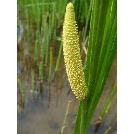 Calamus Oil | Botanical