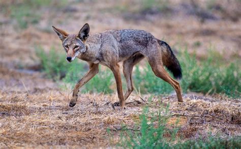 Coyotes’ diet points to ways to keep the animals from neighborhoods ...