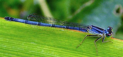 Damselfly Guide