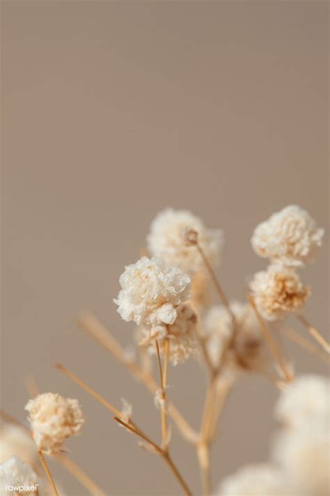 Dried gypsophila flowers macro shot | premium image by rawpixel.com / Teddy Rawpixel | Flower ...