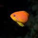 Fred Wobus Photography | Long-nose hawkfish