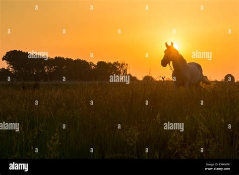 Horse grazing on pasture at beautiful sunset Stock Photo - Alamy