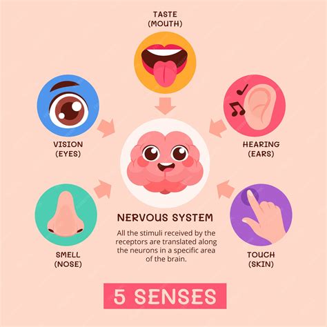 Free Vector | Hand drawn 5 senses infographic