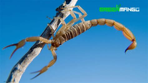 Symptoms Of An Arizona Bark Scorpion Sting | Green Mango