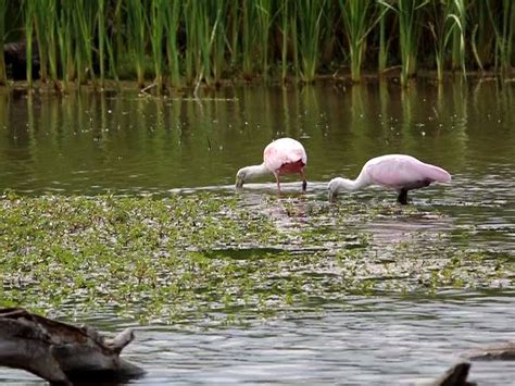 Roseate Spoonbills feeding at Estero Llano Grande State Park ...