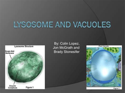 Lysosome and Vacuoles