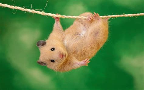 Cute Hamster Wallpapers - Wallpaper Cave