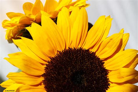 Sunflowers | neiljs | Flickr