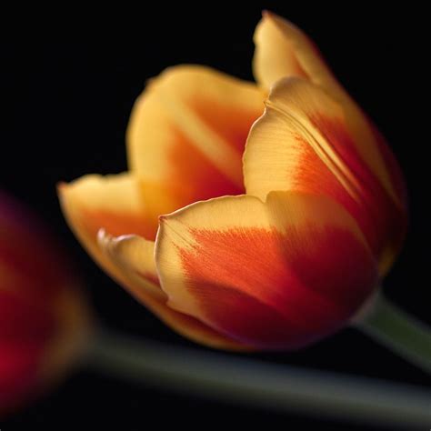 Tulip Closeup iPad Wallpapers Free Download