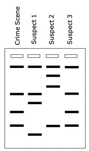 Gel Electrophoresis and DNA Fingerprinting – MHCC Biology 112: Biology for Health Professions