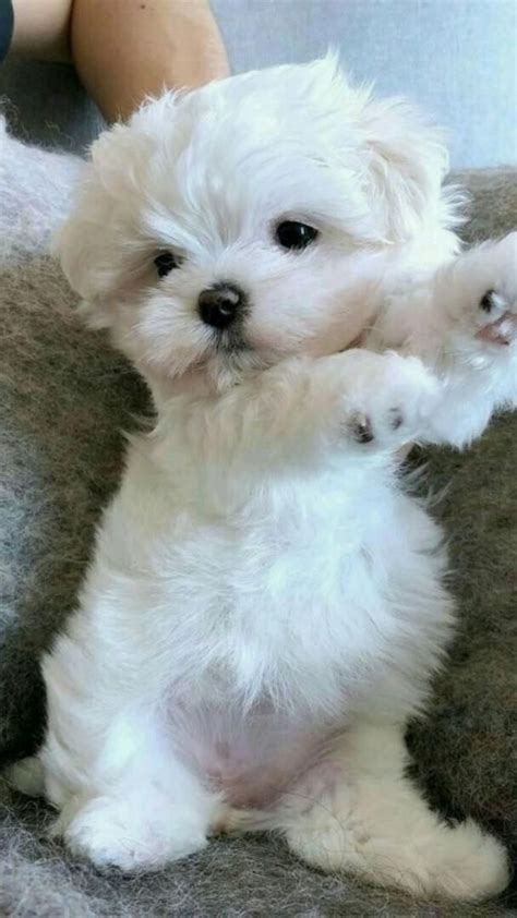 Maltese dog show stunning examples of the breed s beauty – Artofit