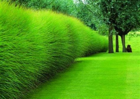 Miscanthus sinensis 'Gracillimus' | Beaux jardins, Miscanthus sinensis ...