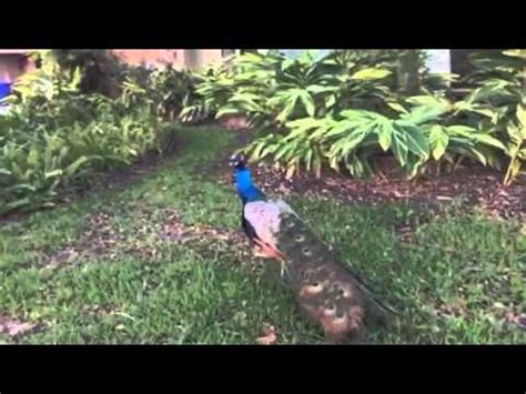 Peacock Flying in Slow Motion - YouTube