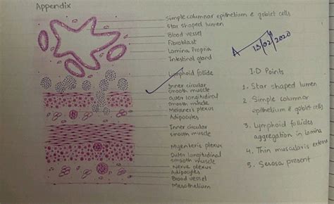 Appendix Histology Diagram for 2nd Year MBBS