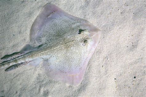 Thornback Ray stock photo. Image of ocean, brown, camouflage - 7628654