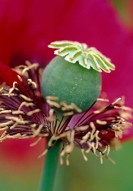 40+ Wilted Plant Poppy Single Flower Flower Stock Photos, Pictures ...