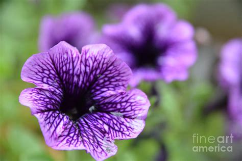 Purple Petunias Photograph by Lisa Kilby - Fine Art America