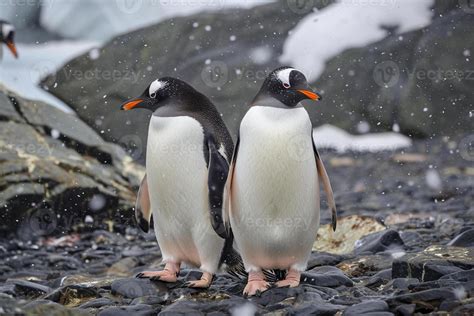 Penguin Feet Stock Photos, Images and Backgrounds for Free Download