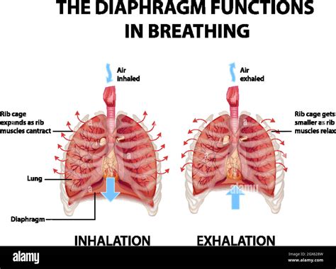 The diaphragm functions in breathing Stock Vector Image & Art - Alamy