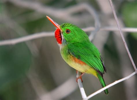 Jamaica - Caribbean Birding Trail