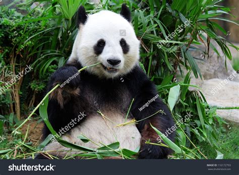 Giant Panda Bear Eating Bamboo Stock Photo 116172793 : Shutterstock