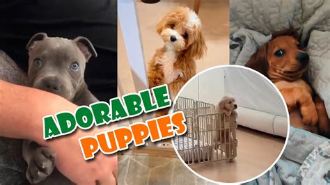 Compilation of adorable fluffy puppies, to make your day happy! #003 ...