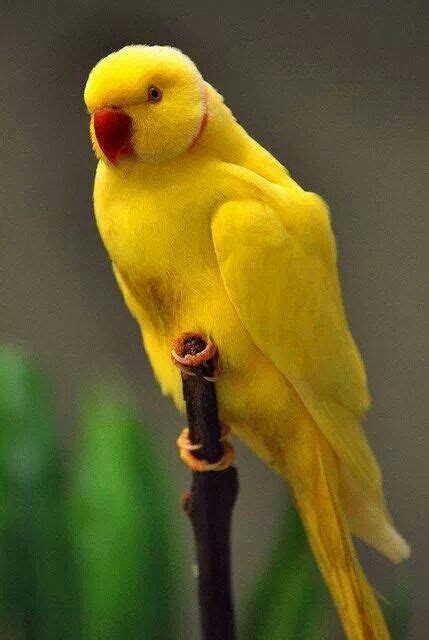 Lutino Indian Ringneck Parakeet | Exoticbirdsbreeder.com