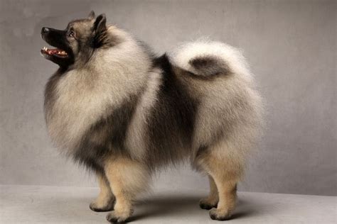 Keeshond | Keeshond dog, Westminster dog show, Keeshond puppy