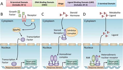 Nuclear receptor transcriptional activation. Nuclear receptors are a ...