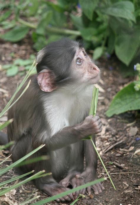 Baby Monkey stock photo. Image of close, zoolife, mammals - 55728714