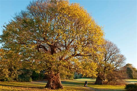 More deciduous trees images | Animals and Nature lessons | DK Find Out!