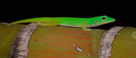 Andaman Day gecko | Greenverz