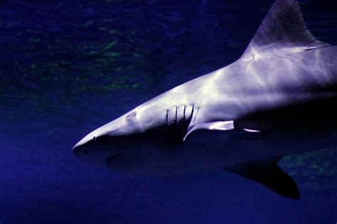 Shark Adventure | Oklahoma Aquarium Jenks, OK