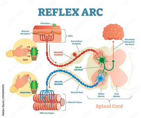 Spinal Reflex Arc anatomical scheme, vector illustration, with spinal cord, stimulus pathway to ...