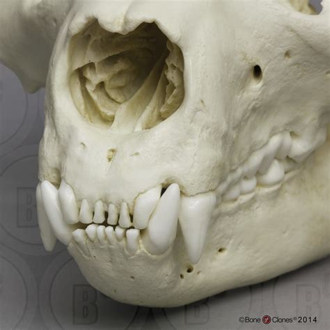 Giant Panda Skull, Adult - Bone Clones - Osteological Reproductions