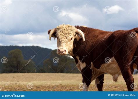 Hereford Bull. Royalty Free Stock Photo - Image: 4826515