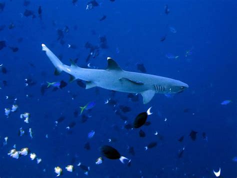 The corals of the deep: Pinoy scientists explore ‘twilight zone’ reefs ...