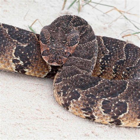 What Is A Puff Adder Snake - Snake Poin