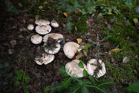 Matsutake Mushroom Identification - Foraged - Foraged