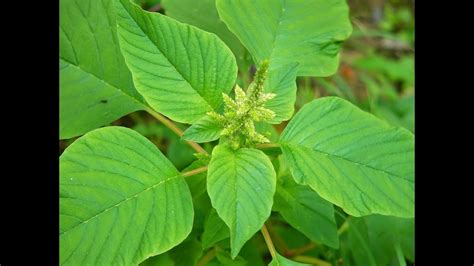 Longevity Spinach In Tamil