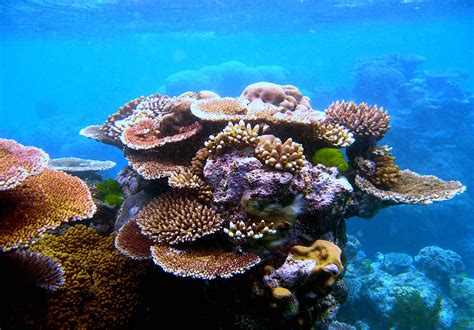 Reefs, Rubbish and Reason | Institute For Figuring