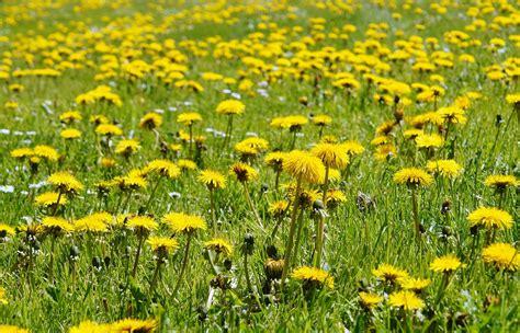 Dandelion Recipes: The Wonderful, Edible Dandelion | The Old Farmer's ...