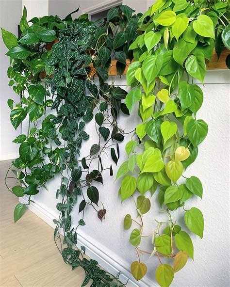 #epipremnum #pothos #silverpothos #philodendronmicans #neonphilodendron