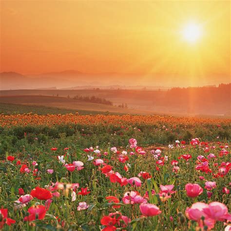 Nature Desktop Backgrounds Flowers : flowers, Nature, Pink Flowers, Worms Eye View, Sun, Cosmos ...