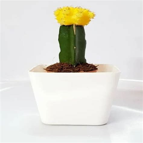 Puspita_nursery Moon Cactus Grafted Neon Cacti Hibotan Indoor Plant With Live Yellow Flower ...