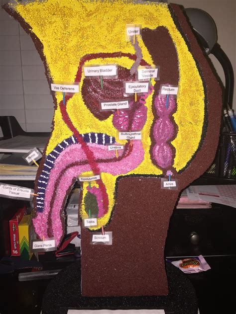 Male Reproductive System Anatomy Model