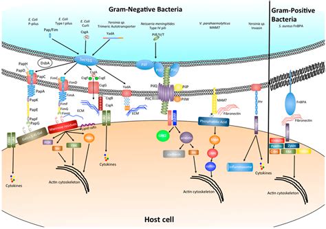 IJMS | Free Full-Text | Fatal Attraction: How Bacterial Adhesins Affect Host Signaling and What ...