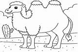 Bactrian Camel Coloring Page  Free Printable Pages sketch template