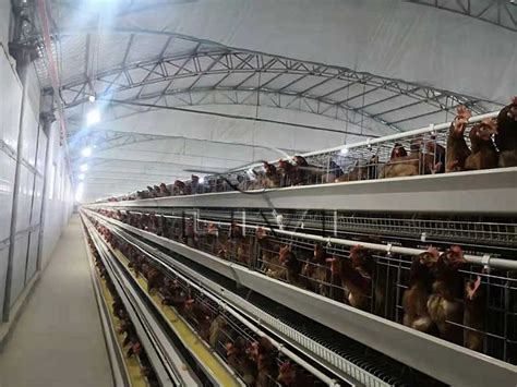 Battery Cage Chicken Farming Equipment Needed To Start Poultry Farm ...